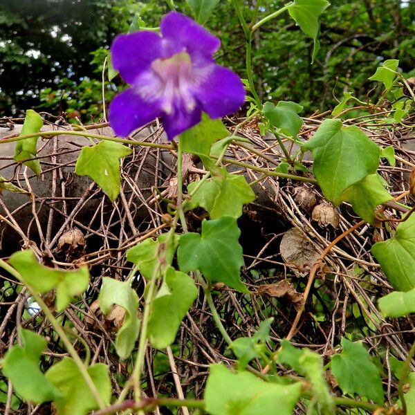 Maurandya scandens Habitus