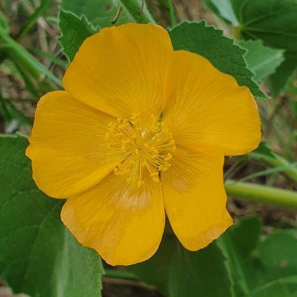 Abutilon mauritianum 花