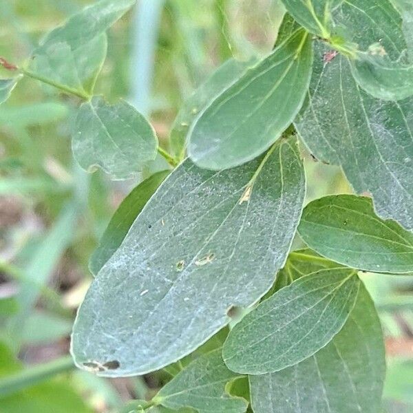 Hypericum pulchrum Leaf