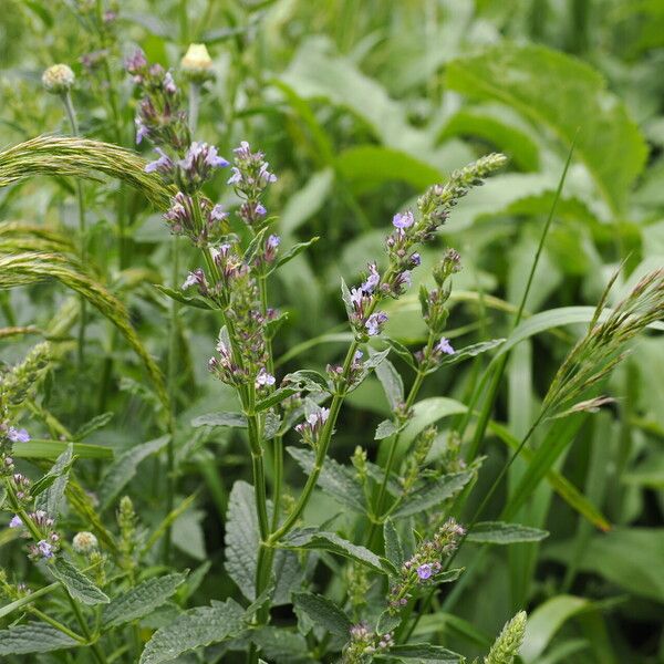 Nepeta nuda Blomst