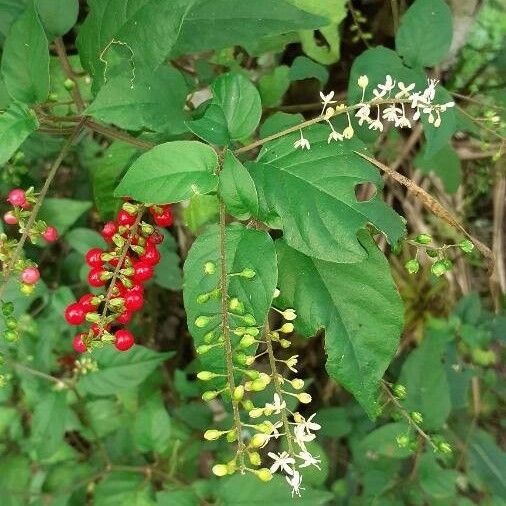 Rivina humilis Φρούτο