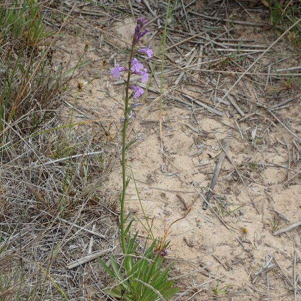 Lobelia urens عادت داشتن