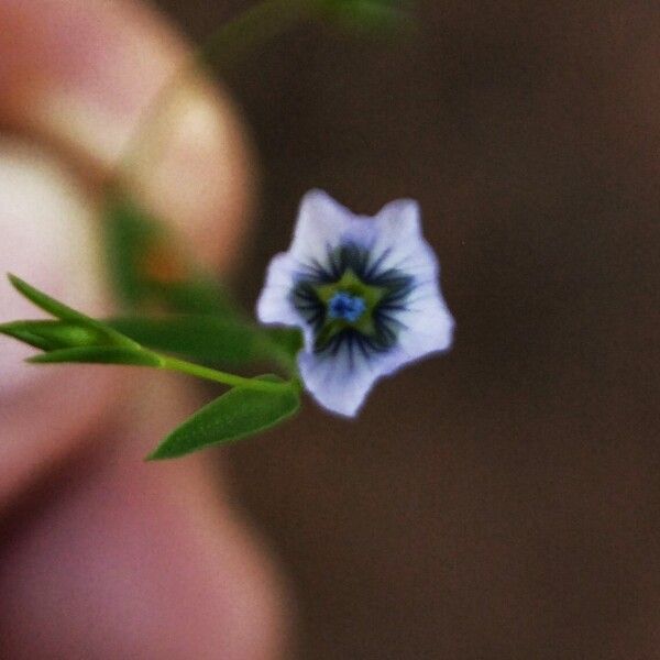 Linum austriacum Blüte