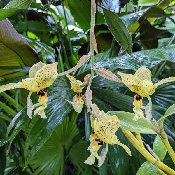 Stanhopea wardii Flower