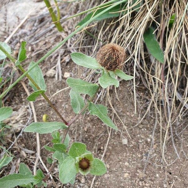 Centaurea pectinata Blodyn