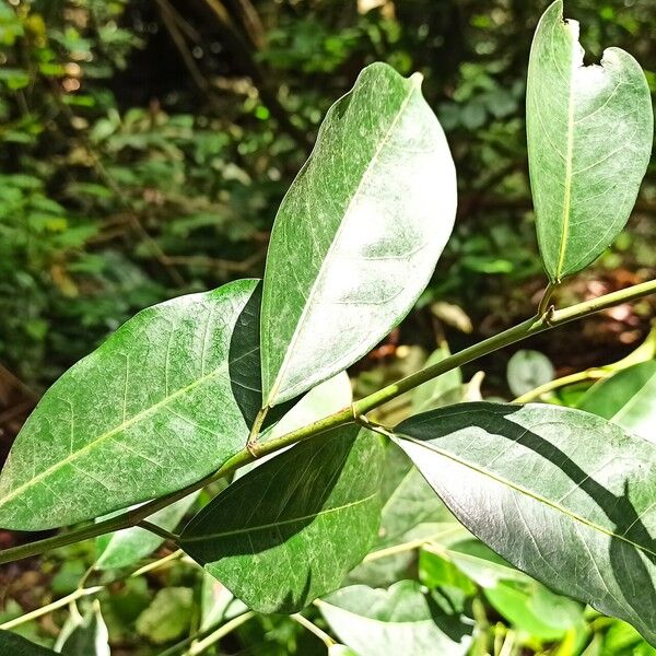 Trilepisium madagascariense 葉