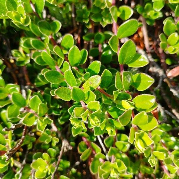 Arctostaphylos uva-ursi Лист