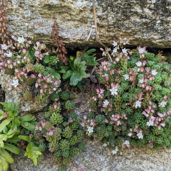 Sedum hirsutum Elinympäristö