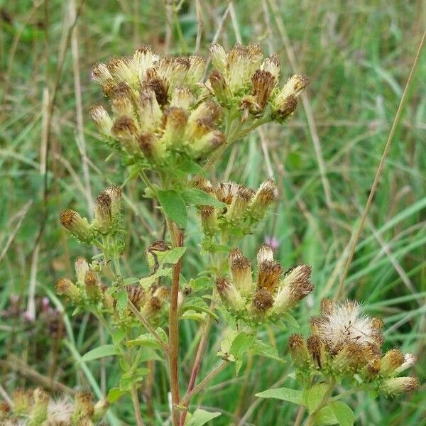 Inula conyza Plod