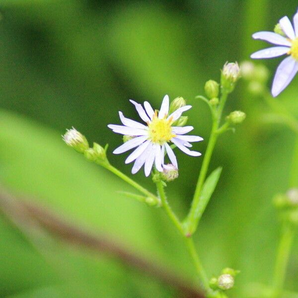 Symphyotrichum laeve फूल