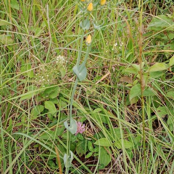 Blackstonia perfoliata Hábito