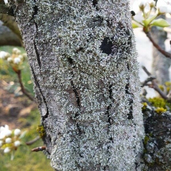 Pyrus communis Bark