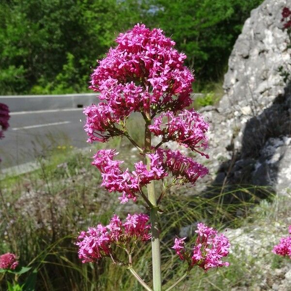 Centranthus ruber Flower