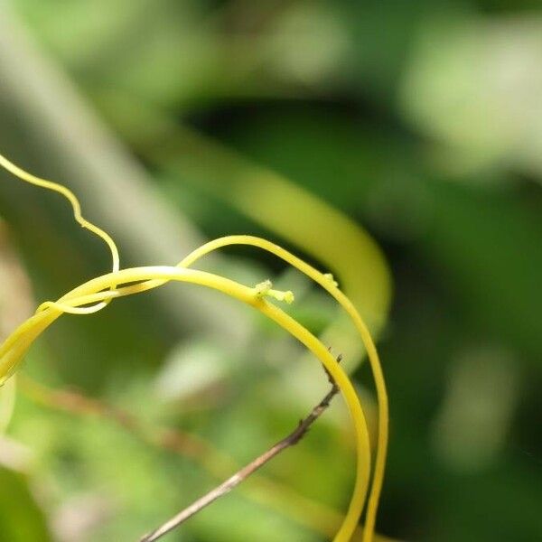 Cassytha filiformis Flor