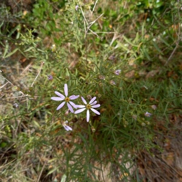 Galatella sedifolia Flor