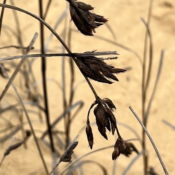 Bolboschoenus maritimus 葉