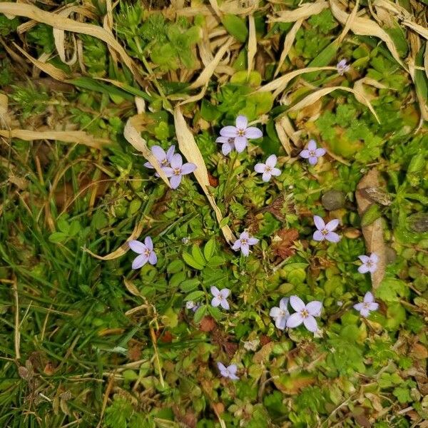 Houstonia micrantha Цвят