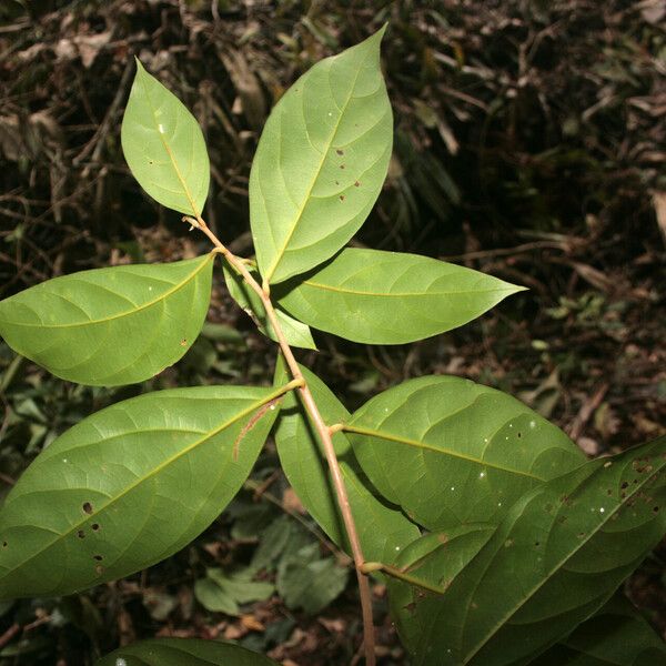 Ocotea leucoxylon 葉