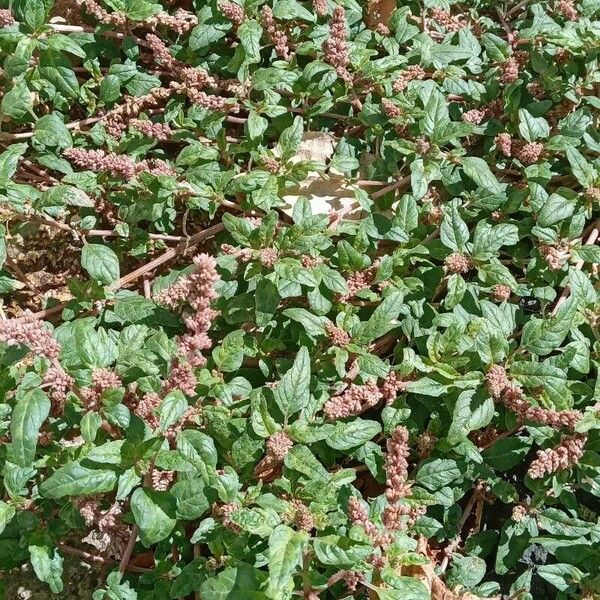 Amaranthus deflexus Habitus