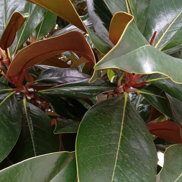 Magnolia grandiflora Blad