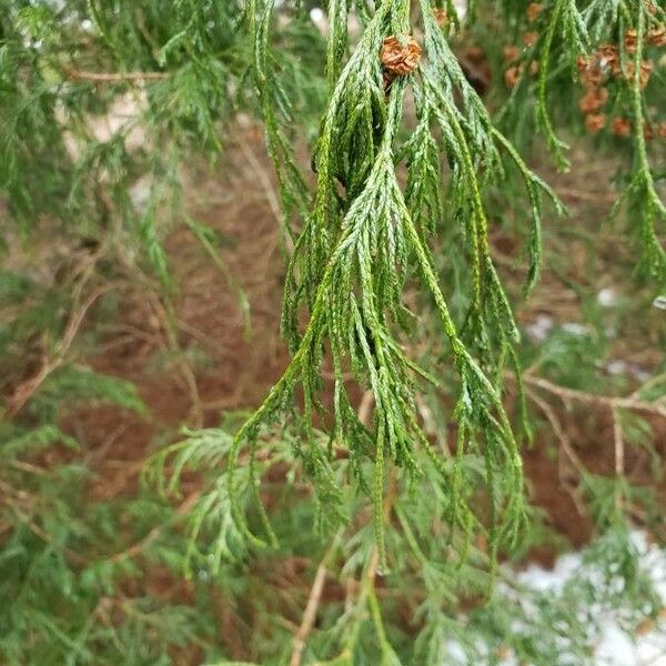 Chamaecyparis pisifera Leaf