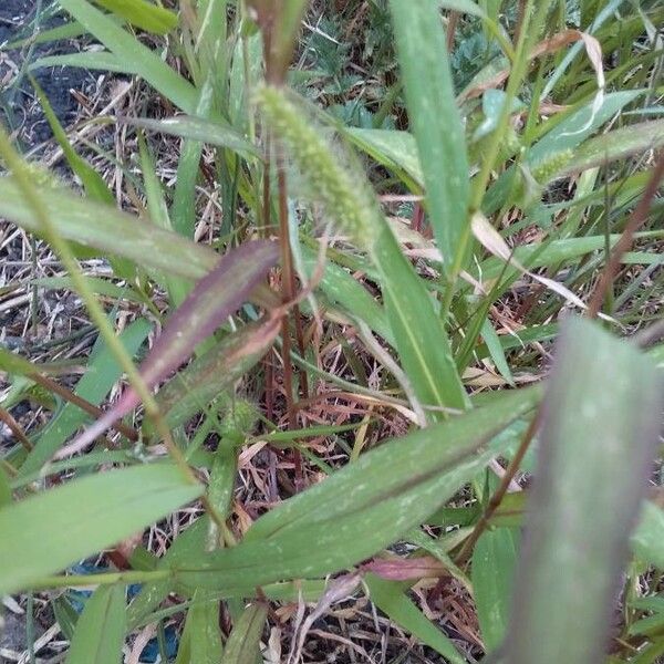 Setaria pumila Blad