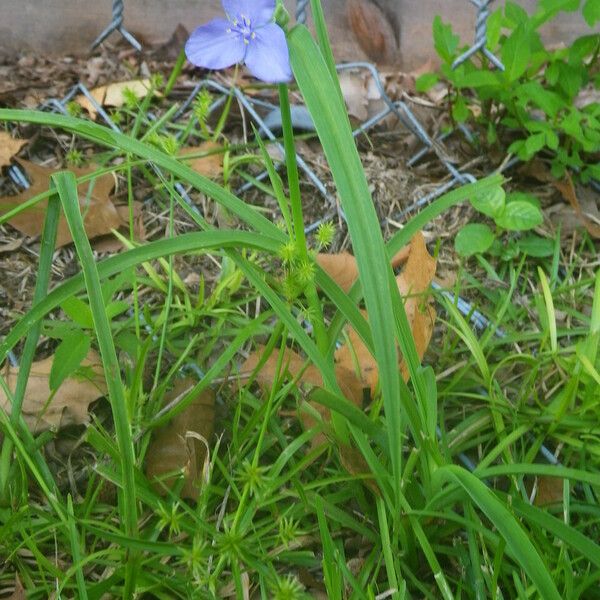 Tradescantia ohiensis Habit