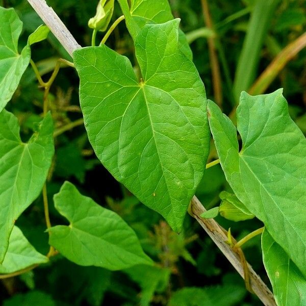 Convolvulus sepium Folha