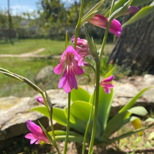 Gladiolus italicus പുഷ്പം