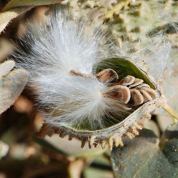 Pergularia tomentosa Fruto