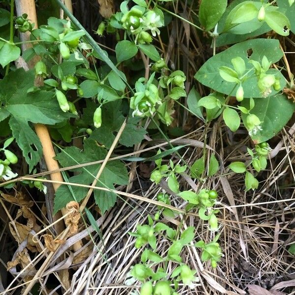 Silene baccifera Hedelmä