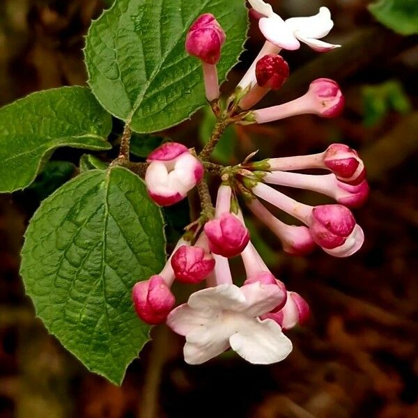 Viburnum carlesii Fleur