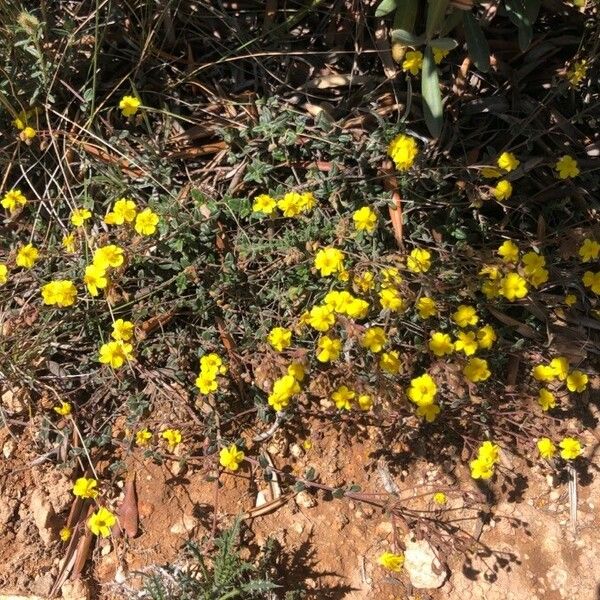 Helianthemum cinereum Hábitos