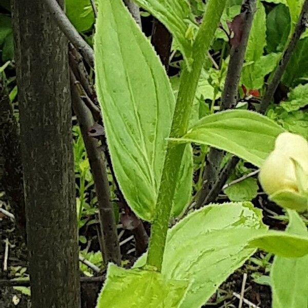 Digitalis grandiflora পাতা