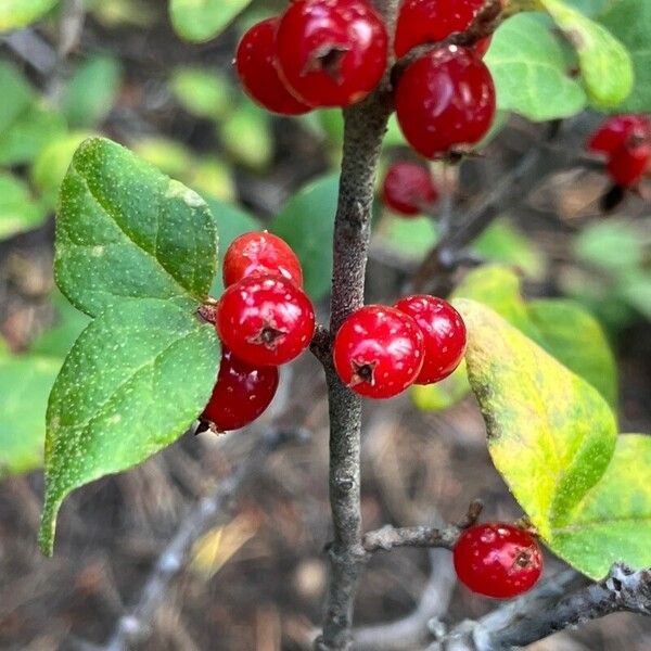 Shepherdia canadensis Fruit