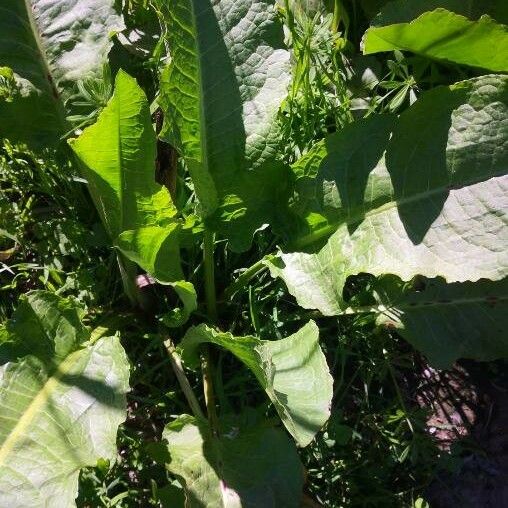 Rumex patientia Folha