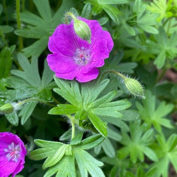 Geranium sanguineum Συνήθη χαρακτηριστικά