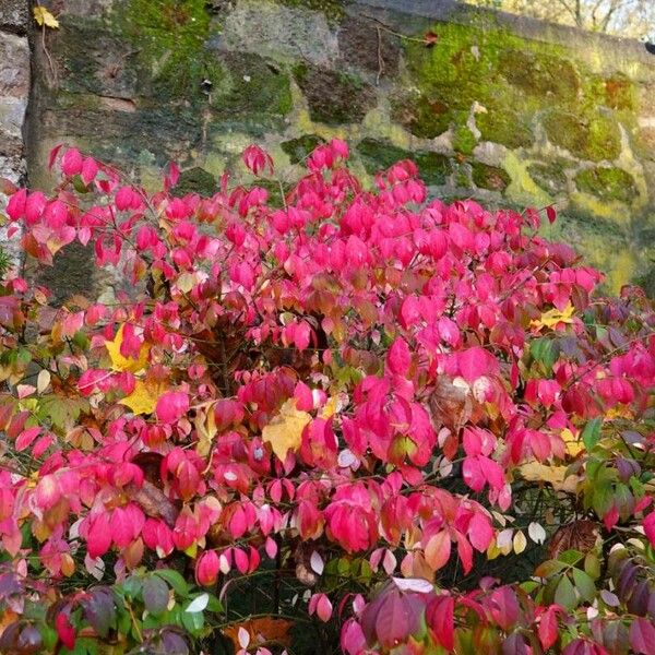 Euonymus alatus Habitus