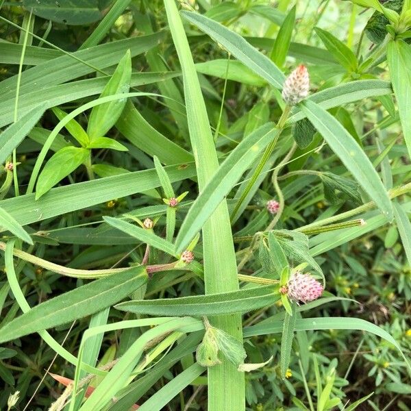 Gomphrena haageana Leaf