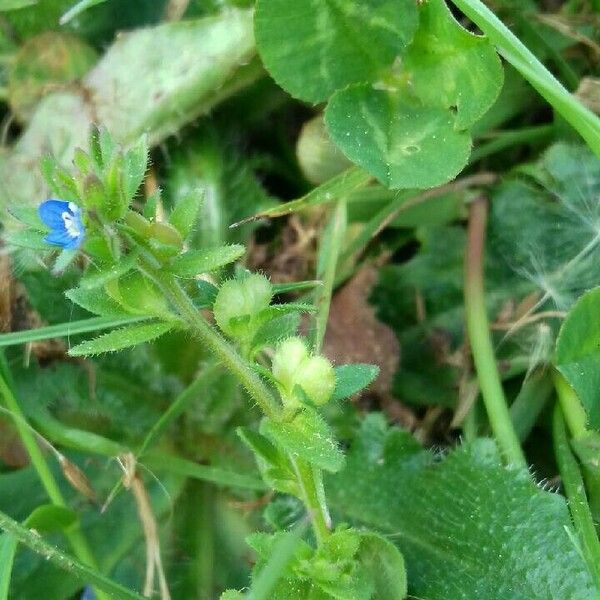 Veronica arvensis Vrucht