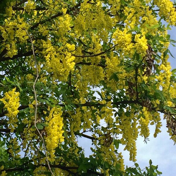 Laburnum anagyroides Habit