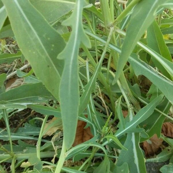 Diplotaxis tenuifolia पत्ता