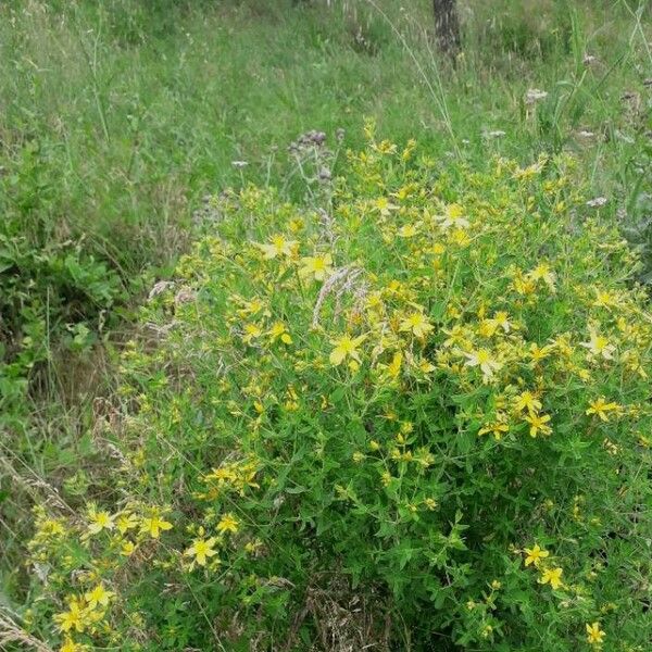 Hypericum perforatum (Klamathweed)