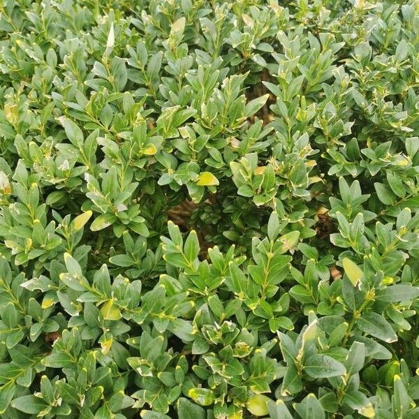 Buxus sempervirens Blad