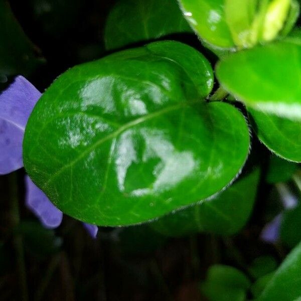 Vinca major برگ