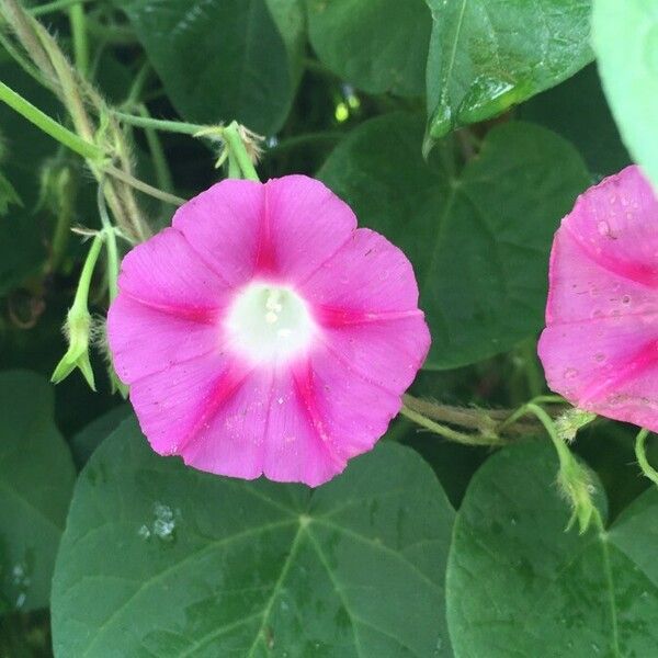 Ipomoea tricolor Floare