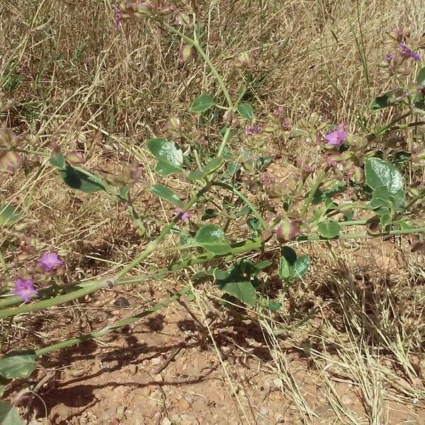 Allionia incarnata Hábitos