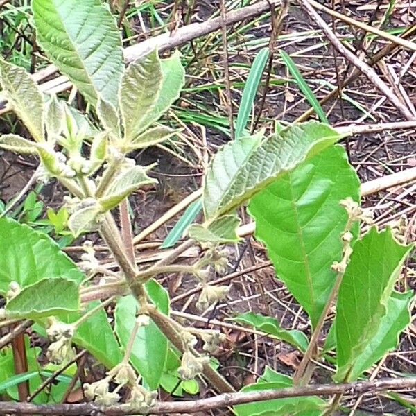 Vitex madiensis Fulla