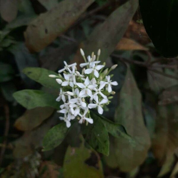 Ixora finlaysoniana Φύλλο