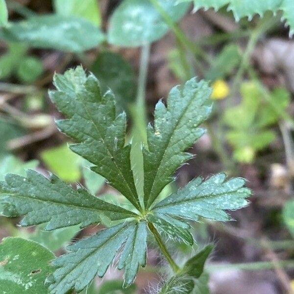 Potentilla pedata Frunză